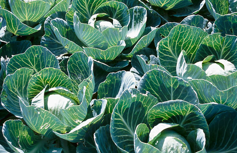 Cabbages